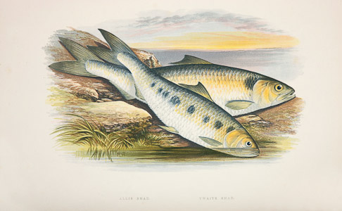 Allis and twaite shad