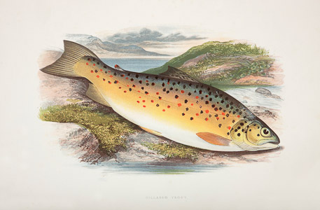 Gillaroo trout