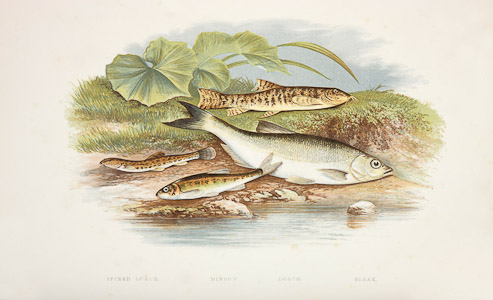 Loaches minnow and bleak