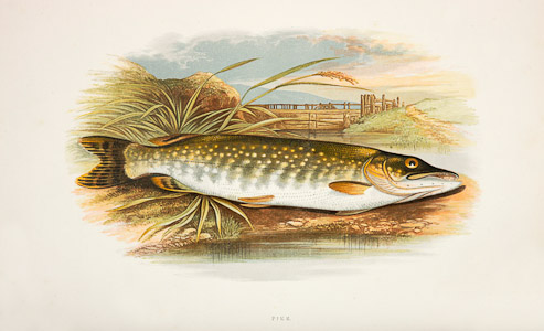 Pike