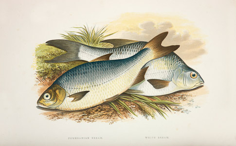 Pomeranian and white bream