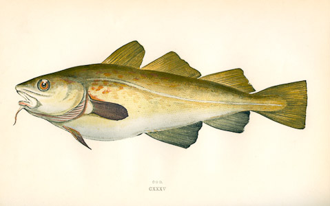 Cod