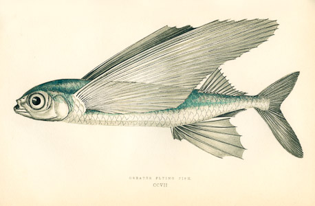 Flying fish