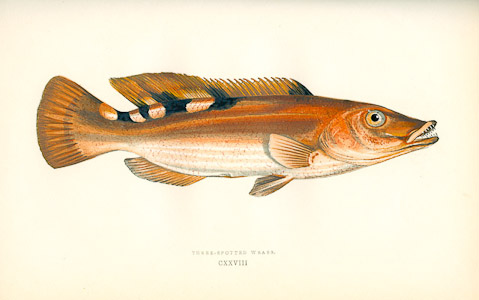 Three spotted wrasse