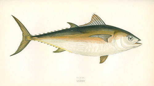 Tunny
